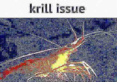 krill issue