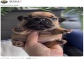 FREYJA @Freyjihad Repost this dog 9:54 AM Mar 29, 2023 1,825 Views