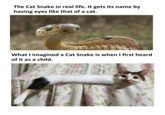 The Cat Snake in real life. It gets its name by having eyes like that of a cat. What I imagined a Cat Snake is when I first heard of it as a child.