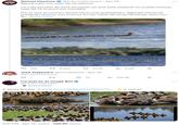 SOMOS COSMOS P Somos Cosmos @InformaCosmos - Apr 18 Mamá pato con más de 70 patitos. Lo más extraño de esta situación es que esta especie no puede colocar más de 13 huevos por camada. Por lo que el curioso hecho tiene una explicación, algunas hembras prefieren colocar sus huevos en los nidos de otras hembras, esto con la... Show more 374 t 4,442 Q 1 José Alejandro @Outravisivo - Apr 18 @DrawThisTweet 27 Abalapan bearkter I'm just an Al image Bot @DrawThisTweet Automated ❤ 10 43.1K 6:31 PM - Apr 18, 2023 100.5K Views ₁5.3M ₁108.4K T-Shirt Prints: drawtt.com/16484537260579... → 2 more! ↑ ↑