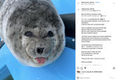 r tokkaricenter_official Follow オホーツクとっかりセンター tokkaricenter_official. アザラシランドよりお知らせです。 May 4th 2023 at the Wamon Seals ポンすけくんが亡くなりました。 7歳でした。 ポンすけくんは2016年4月17日に保護され、 She's been doing "Akkanbe" so far with her cute expressions Loved by many with a loving personality. Since my appetite is less than last few days Moves to seal pen and do treatment, May 4th under supervision by the caretaker We have traveled to heaven. ● The direct cause of death has not been established, Going forward, we're planning to do an autopsy, pathological tests, and other determinations of the cause of death. To everyone who loved Ponsuke-kun 改めて、お礼を申し上げますとともに、 Expressing my gratitude to 'Ponsuke'. Now from May 5 to May 28, 2023 In the observatory in seal land We set up the vase. Thank you Pon-chan. I love you so much. With the caretaker дь Ah Q V 16 HOURS AGO Liked by xok_36 and 19,824 others Add a comment... FASIYE B Post