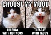 CHOOSE MY MOOD TUESDAY WITH NO TACOS TUESDAY WITH TACOS digitalmomblog.com