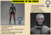 SLEEK'N'TEARS AWAKENING TO THE TRUTH + V-shape clavicles. - Short arms. Spine can be seen curving inwards even from here. - Stance compensating for Q-angle and feminine shortness. - Close set female eyes. Centred facial features. - Flat forehead. - No Adam's Apple? - Small female mouth. - Beard to compensate? D+ female skull SLEEK'N'TEARS