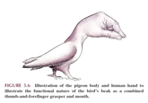FIGURE 5.6 Illustration of the pigeon body and human hand to illustrate the functional nature of the bird's beak as a combined thumb-and-forefinger grasper and mouth.