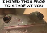 I HIRED THIS FROG TO STARE AT YOU