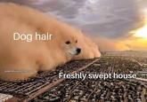 Dog hair peaceluvandmemes Freshly swept house