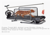 Puppy Tread Mill: Adopt Local Shelter Dogs to Exercise Healthy Cardio as Clean Electric Engines to Offset The Cost of Their Upkeep $6,500.00