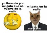 yo llorando por mi gata que no vuelve de la calle mi gata en la calle busco sex0