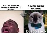 EU CHORANDO PORQUE MEU GATO SUMIU M₂ GRAU BERA AGUA Dis & rela BRAGA CARINHO HOS ANIMAIS O MEU GATO NA RUA busco sexo
