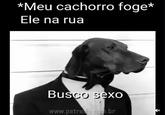 *Meu cachorro foge* Ele na rua Busco sexo www.petrede.com.br