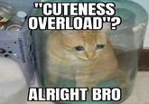 cats4yourmom "CUTENESS OVERLOAD"? ALRIGHT BRO