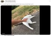 The Catluminati @TheCatluminati I'm waiting for someone to call me a Cat Pervert. 2:10 From The Catluminati ...