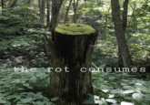 the rot consumes