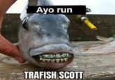Ayo run AGE TRAFISH SCOTT