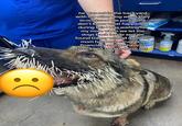 he was out in the backyard with my other dog when they ecountered the porcupine don't know what happened during this I was waiting for my mom when we let the dogs back inside and we found Danny with all quills my mom has been struggling financially and we have to pay $900 to take these out