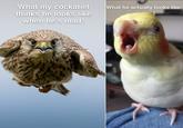 What my cockatiel thinks he looks like when he's mad: What he actually looks like: