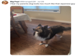Big Papi @Bmangall20. Jul 29 I fear my parents dog looks too much like that Japanese guy A