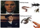 Humans Humans Eating bugs S Eating wet bugs