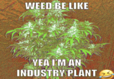 Industry Plant WEED BE LIKE YEA I'M AN INDUSTRY PLANT