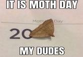 IT IS MOTH DAY Moth Day 20 MY DUDES