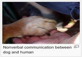 Nonverbal communication between dog and human 4