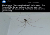 r/lies Now • i.redd.it This bug (ibus eshakus) is known for its ability to produce sonar waves capable of causing human erections (bonars)