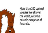 ). More than 200 squirrel species live all over the world, with the notable exception of Australia.