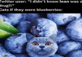 Twitter user: "I didn't know lean was a drug!!" Cats if they were blueberries: