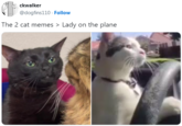 ckwalker @dogfins110 Follow The 2 cat memes > Lady on the plane