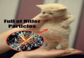Hitler Particles Full of Hitler Particles