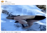 ava @sidonlore korok hunting in hebra II GIF 2:51 PM - Sep 25, 2023. 10.8K Views ...