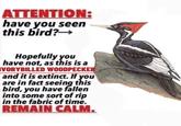 ATTENTION: have you seen this bird?→→→ Hopefully you have not, as this is a IVORYBILLED WOODPECKER and it is extinct. If you are in fact seeing this bird, you have fallen into some sort of rip in the fabric of time. REMAIN CALM.