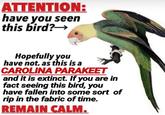 ATTENTION: have you seen this bird?→ Hopefully you have not, as this is a CAROLINA PARAKEET and it is extinct. If you are in fact seeing this bird, you have fallen into some sort of rip in the fabric of time. REMAIN CALM.