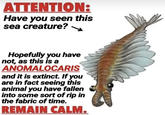 ATTENTION: Have you seen this sea creature? Hopefully you have not, as this is a ANOMALOCARIS and it is extinct. If you are in fact seeing this animal you have fallen into some sort of rip in the fabric of time. REMAIN CALM.
