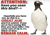 ATTENTION: have you seen this bird?→ Hopefully you have not, as this is a GREAT AUK and it is extinct. If you are in fact seeing this bird, you have fallen into some sort of rip in the fabric of time. REMAIN CALM.