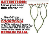ATTENTION: Have you seen this plant? → Hopefully you have not, as this is a COOKSONIA and it is extinct. If you are in fact seeing this plant, you have fallen into some sort of rip in the fabric of time. REMAIN CALM.