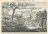 Steinkohlenformation II. 8 1. Zahnfarn (Odontopteris).- 2. Schuppenbaum (Lepidodendron). 3. Cordaites borassifolia. - 4. Pecopteris cyathea. - 5. Kalamiten.-6. Sigillaria.-7. Stigmarienform einer Sigillarie mit Wurzeln im Wasser.-8. Blattstera von Annularien. 4