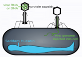viral RNA or DNA protein capsid Saddam Hussein viral genome injected into cell