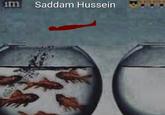 im Saddam Hussein