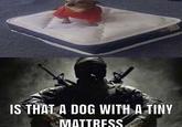IS THAT A DOG WITH A TINY MATTRESS