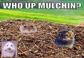 WHO UP MULCHIN? mulch OF O