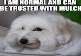 I AM NORMAL AND CAN BE TRUSTED WITH MULCH