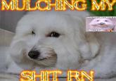 MULCHING MY THIS POST WAS MADE BY mulch MULCH GANG S--- RN