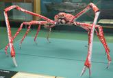 This appears to be the original image Reginald the Crab was based on.