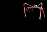 A new, high resolution, blank Reginald image, based on the original image from Wikimedia Commons