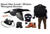 Steal His Look: White- Winged Scoter