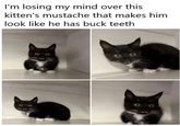 I'm losing my mind over this kitten's mustache that makes him look like he has buck teeth 00