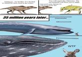 Indohyus , my brother. I've decided to search for more food in the waters. You will regret this, Pakicetus. The enviornment will force you to adapt. I just need some shrimps lo! I will be perfectly fine 35 million years later... AAAA0000000000 OAAAAAAH MRUUUUUUUH BWOOOOOOOOEEEEE W--