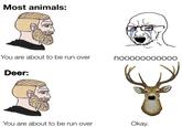 Most animals: You are about to be run over Deer: You are about to be run over S nooooooooooo Okay.