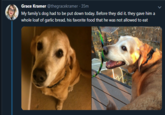Grace Kramer @thegracekramer . 35m My family's dog had to be put down today. Before they did it, they gave him a whole loaf of garlic bread, his favorite food that he was not allowed to eat